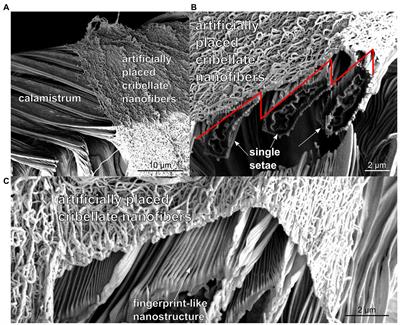 Biomimetic, antiadhesive surface structure inspired by the calamistra setae of cribellate spiders for electrospun nanofiber handling